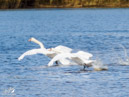 Swans – Łabędzie